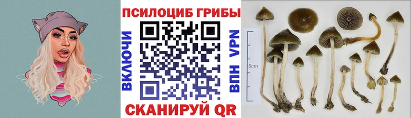 Галлюциногенные грибы Cubensis Нефтегорск